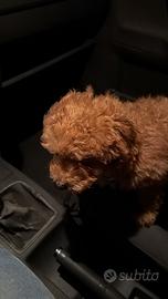 Cane barboncino toys