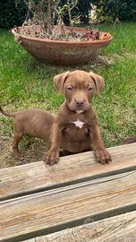Pit Bull