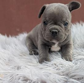 Bulldog francesi esotic blu