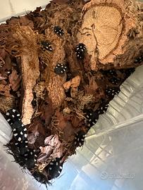 Therea petiveriana, starter