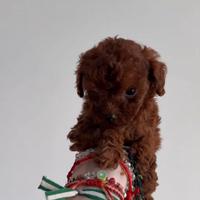 Barboncino mini Toy Red Brown circa tre mesi
