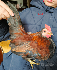 Galli Serama e Chabo