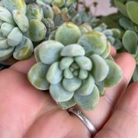 Pianta da appartamento sedum