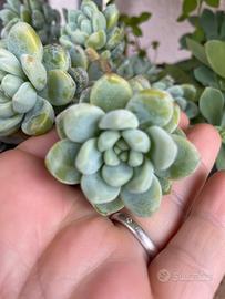 Pianta da appartamento sedum