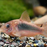 Corydoras aeneus - pesce di fondo di acqua dolce