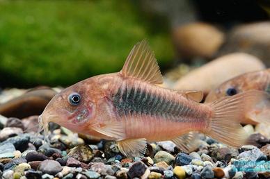 Corydoras aeneus - pesce di fondo di acqua dolce