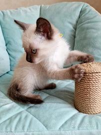 Dolcissima gattina Siamese