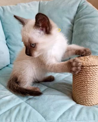 Dolcissima gattina Siamese