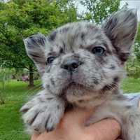 Bulldog Fluffy