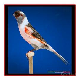 Arlecchini portoghesi novelli 2025