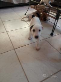 Jack russel