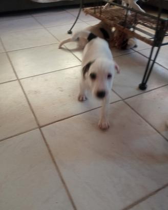 Jack russel