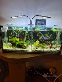 Acquario betta