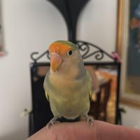Uccelli