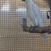 Maschio cacatua galerita galerita