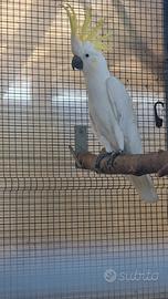 Maschio cacatua galerita galerita