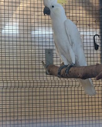 Maschio cacatua galerita galerita