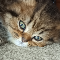 Cuccioli British shorthair con pedigree