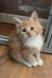 Cuccioli Maine coon