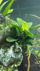 Anubias pianta acquario resistente + omaggio