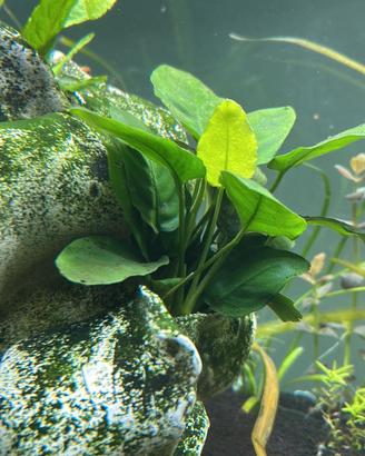Anubias pianta acquario resistente + omaggio