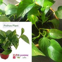 Pothos Golden in Vaso PVC - Pianta Vera con Radici