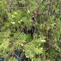 Thuja