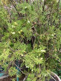 Thuja
