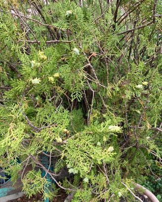 Thuja