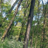 legna alberi di robinia, 1 pioppo e alberi secchi