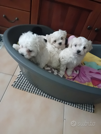 Cuccioli di maltese
