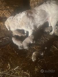 Cuccioli incrocio Pastore Abruzzese e Kangal