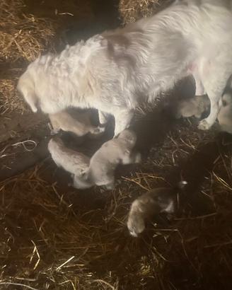 Cuccioli incrocio Pastore Abruzzese e Kangal