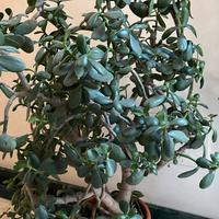 Albero di Giada Crassula ovata