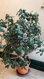 Albero di Giada Crassula ovata