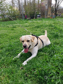 Labrador retriver maschio per monta