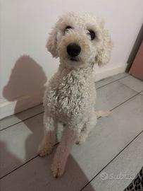 Cagnolina barbocina nana in calore