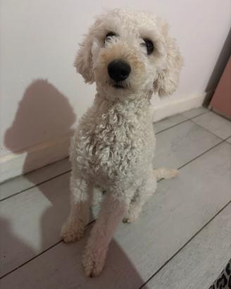 Cagnolina barbocina nana in calore