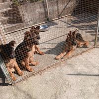 Il pastore tedesco enci