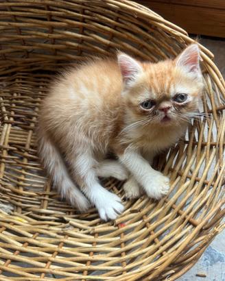 Cuccioli gatto exotic