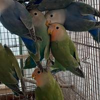 Inseparabili roseicollis