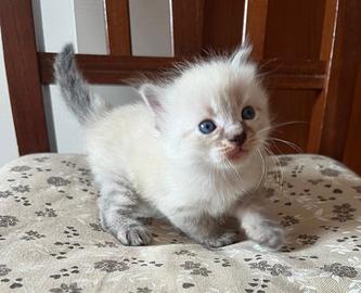 Gatti Siberiani