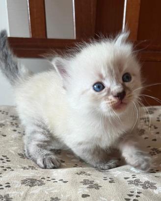 Gatti Siberiani
