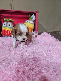 Cavalier king