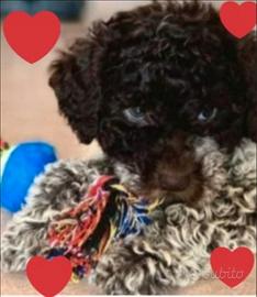 Cuccioli Lagotto Romagnolo pedigree Roy