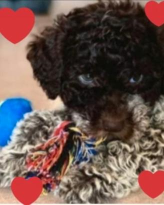Cuccioli Lagotto Romagnolo pedigree Roy