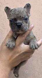 Cuccioli di bulldog fracese