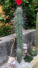 Piante da giardino