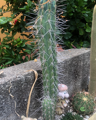 Piante da giardino