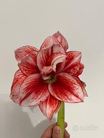 Bulbo di Amarillis - Hippeastrum Elvas